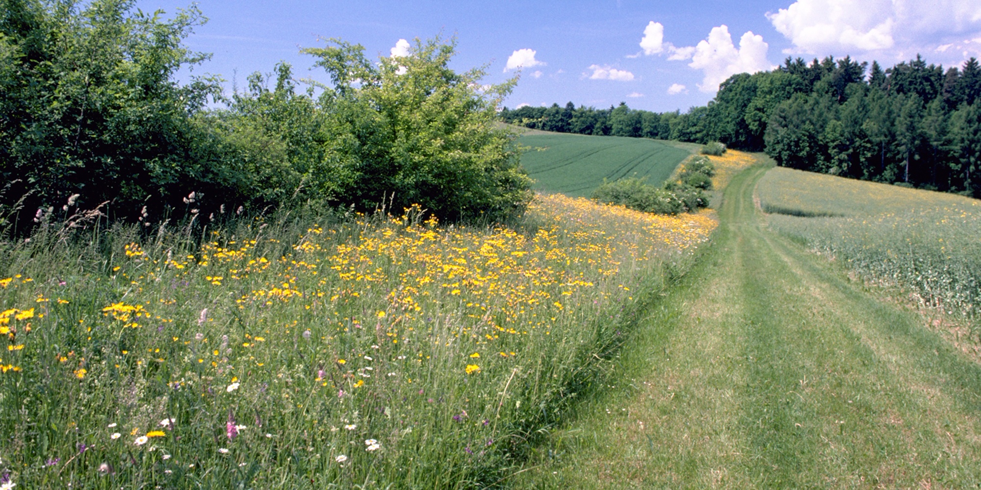 Interconnected Ecological Focus Areas Are Particularly Valuable for Species Richness