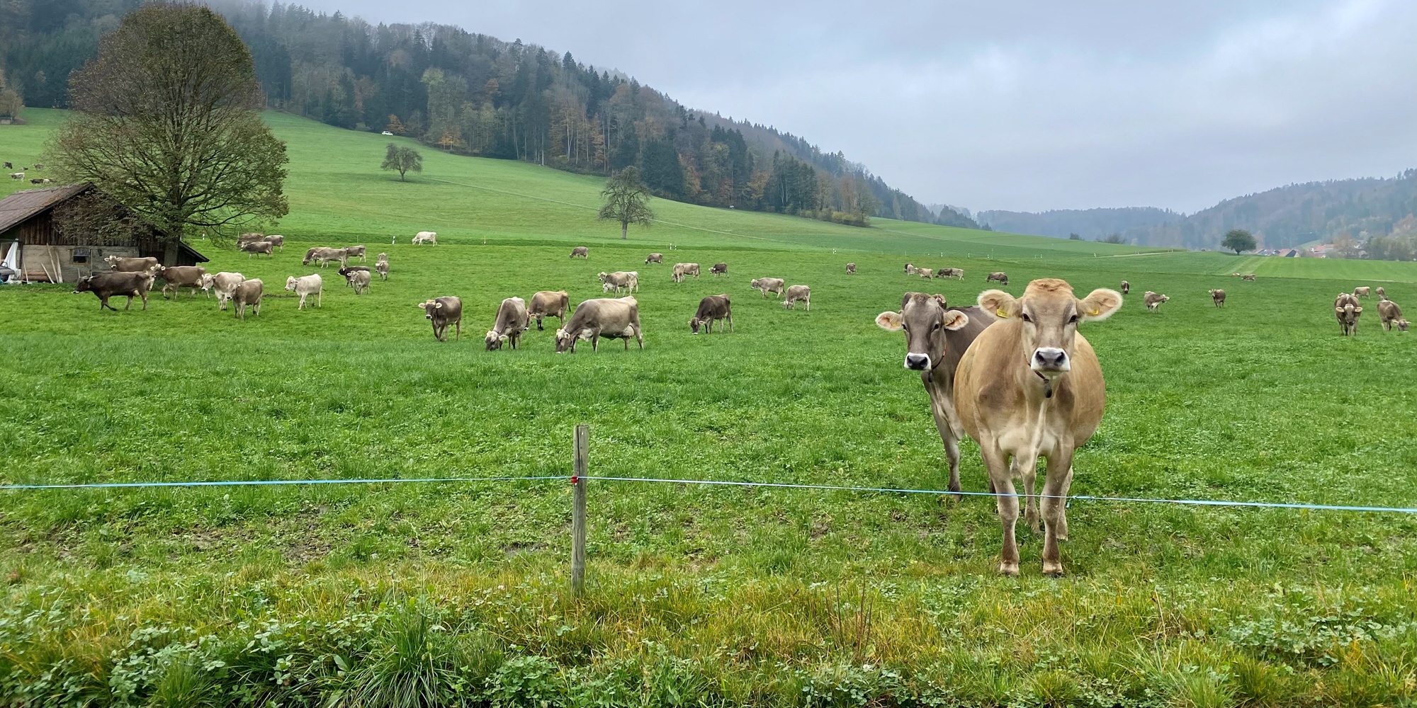 Milch-MIR-Spektren und maschinelles Lernen zur Vorhersage des Grasanteils in Milchviehrationen