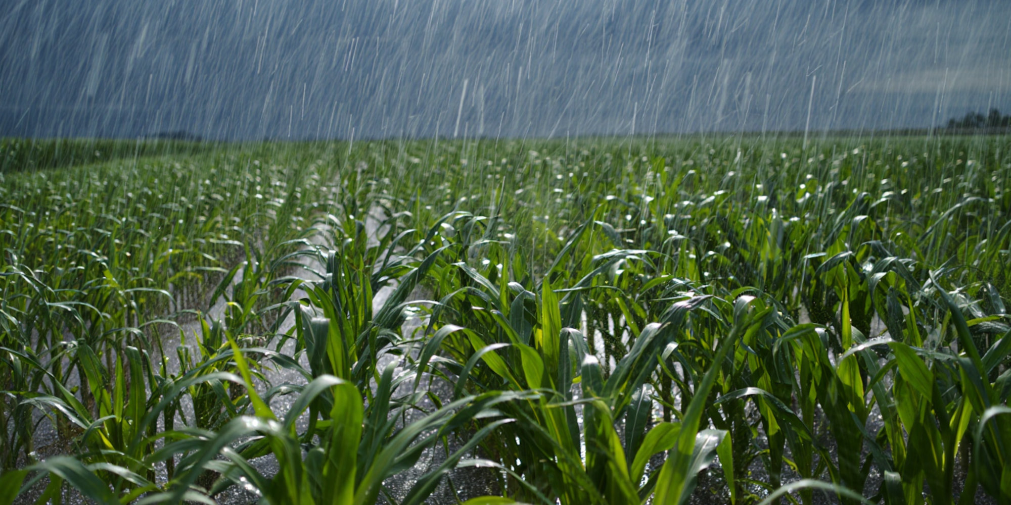 Trifluoroacetic Acid and Other PFAS in Groundwater: the Role of Plant Protection Products